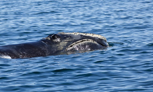 Climate Science and Whale Poop: A Newfound Carbon-Capture Strategy