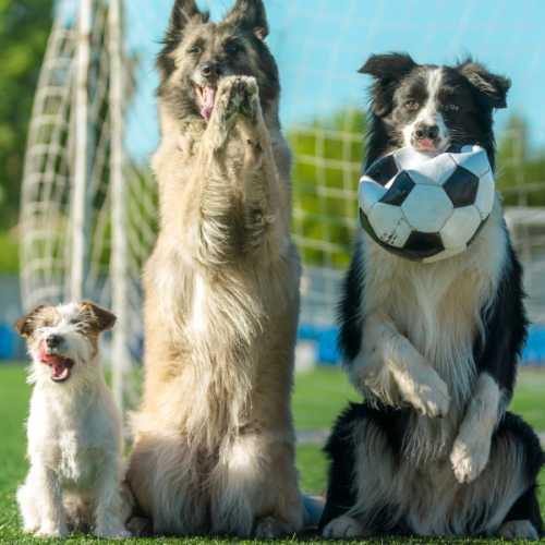 Dogs and soccer ball for the World Pup 2026 at Haulover Park on May 30