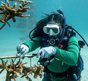 Scuba diver at a coral nursery through Miami's Community ResilientSea Project